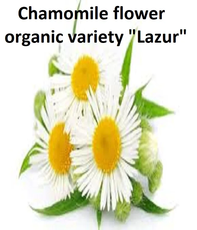 chamomile flower variety "lazur" - 15kg.