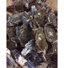 Fresh Frozen Blue Swimming Crab (Seafood)