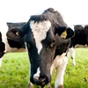 /product-detail/aberdeen-angus-fattening-beef-live-dairy-cows-pregnant-holstein-heifers-62003568943.html
