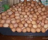 /product-detail/white-chicken-egg-supplier-to-maldives-singapore-yemen-syria-israel-50045679325.html