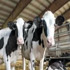 /product-detail/holstein-heifers-friesian-cattle-aberdeen-angus-fattening-beef-live-dairy-cows-and-pregnant-dutch-holstein-heifers-62007330226.html