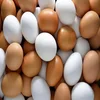 /product-detail/fresh-chicken-table-eggs-fresh-chicken-hatching-eggs-fresh-turkey-eggs-supplier-50038889289.html