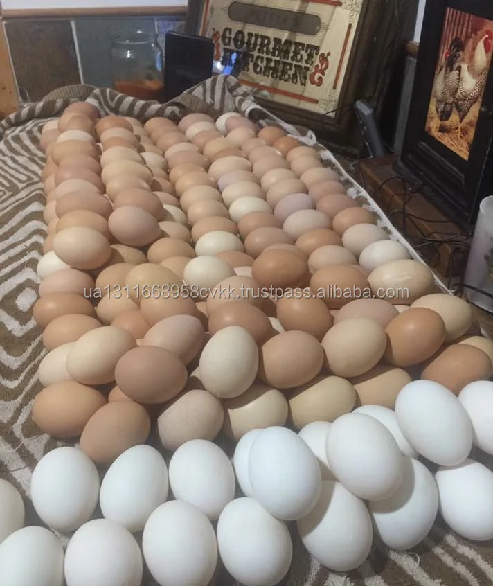 Farm Fresh Chicken Table Eggs Brown and White Shell Chicken Eggs
