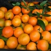 Fresh Tangerine fresh citrus fruits from Greece