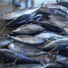 Frozen Yellow Fin Tuna,Wholesale Fish Suppliers Online,Frozen Seafood Wholesale Seaood Supplier
