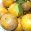 /product-detail/fresh-orange-fruit-yellow-for-exporting-oranges-50038947395.html