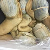 Giant Geoduck Clam For Sale