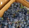Buy Thompson Seedless grapes from Egypt