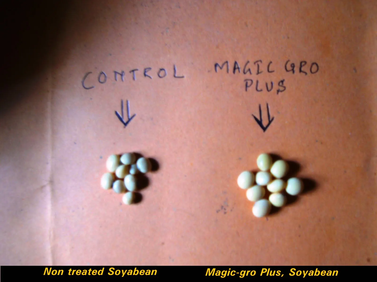 Final Soya magic gro.JPG