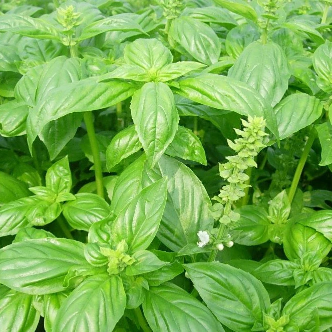 舒缓的头痛 ocimum basilicum 甜罗勒精油