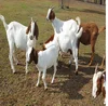 100% Full Blood Young boer goats