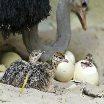 Ostrich Chicks And The Fresh Fertile Ostrich Eggs Buy Fresh
