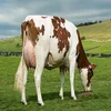 /product-detail/-able-pregnant-dutch-holstein-heifers-holstein-heifers-friesian-cattle-aberdeen-angus-fattening-beef-live-dairy-cows--62000602640.html