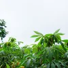 /product-detail/offer-free-sample-frozen-cassava-leaves-50038309446.html