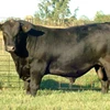 Bulls Simmental beef cattle/Aberdeen Angus Fattening Beef