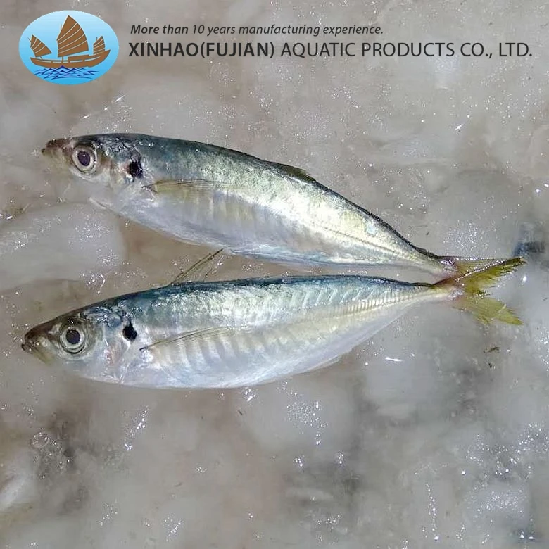 New catch high quality whole round frozen horse mackerel carapau for sale