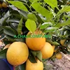 /product-detail/organic-oranges-export-from-vietnam-50038960938.html