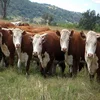 /product-detail/brahman-calves-brahman-bulls-pregnant-brahman-cattle-cows--62000609816.html