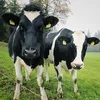 /product-detail/livestock-cattle-bonsmara-brahman-and-62003333638.html