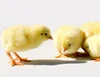 /product-detail/day-old-broiler-chicks-for-sale-50045414888.html