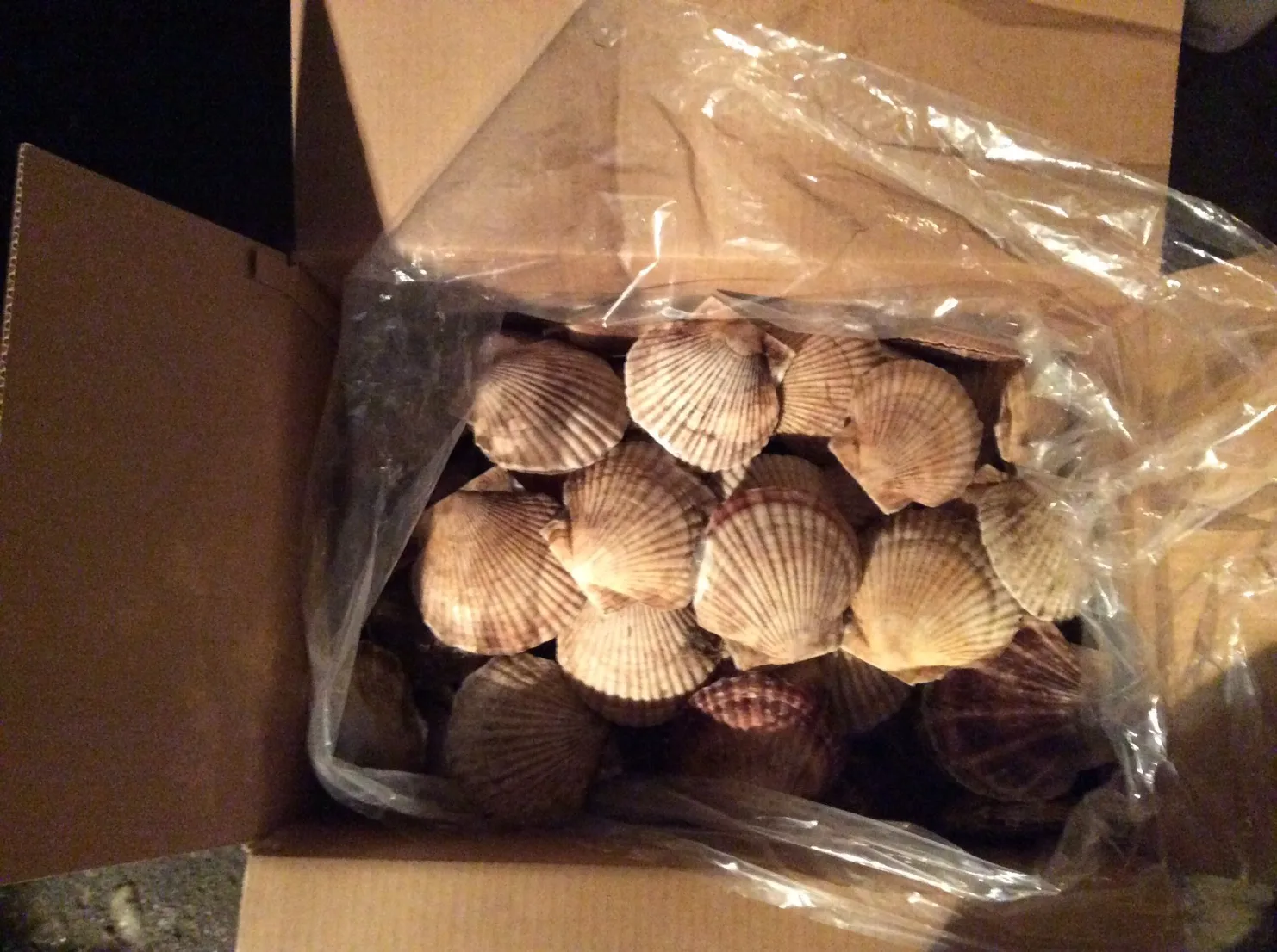 scallop7
