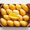 /product-detail/fresh-mango-nam-dok-mai-variety-golden-honey-eastern-thailand-50042662177.html