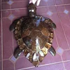 /product-detail/coconut-turtle-toy-coconut-turtle-was-making-by-coconut-shell-50043135919.html