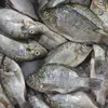Organic tilapia fish feed to promote health and nutrition in Bangladesh