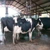 Milking Live Dairy Cows and Pregnant Holstein Heifers Cows For Sale