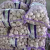 Wholesale Thailand new crop white garlic fresh garlic price