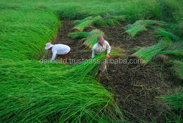 seagrass.jpg