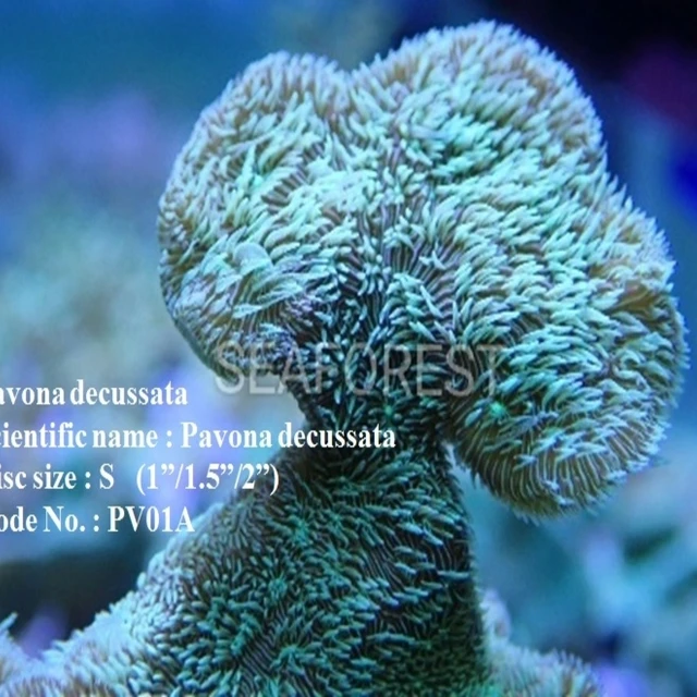 malaysia live sps aquarium decoration hard coral pavona