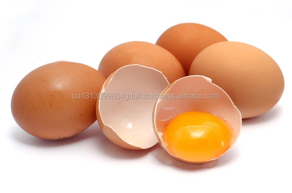 chicken eggs - buy fertile hatching eggs,hatching