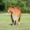 /product-detail/cattle-livestock-62008885294.html