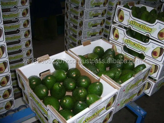 AVOCADO HASS..jpg