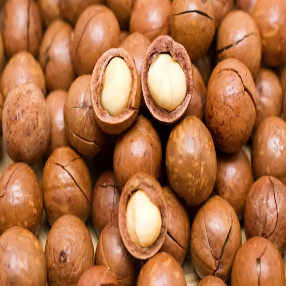 roasted mongongo nuts