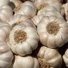 Garlic 100% Pure and Natural Essential Oil