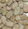 natural grow superior quality split fava beans broad beans