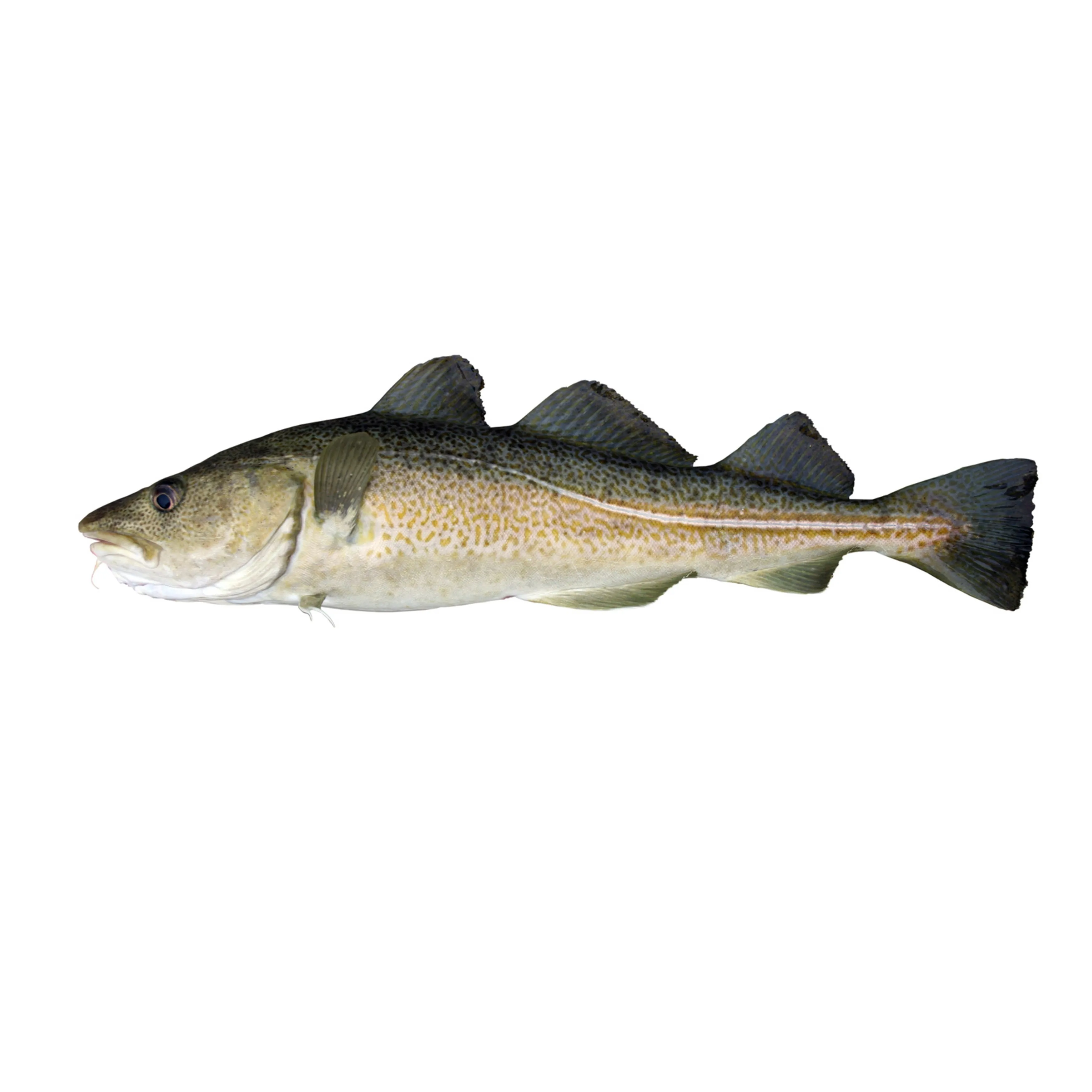 cod fish