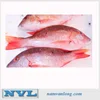 HIGH QUALITY SEAFOOD FISH FROZEN RED SNAPPER/ FISH RED SNAPPER/ PRICE RED SNAPPER