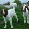Full Blood Boer Goats/Live Sheep/Cattle/Lambs and Cows