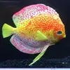 High Quality Discus Fish