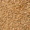 Wheat FOR SALE
