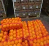 fresh high quality orange from egypt