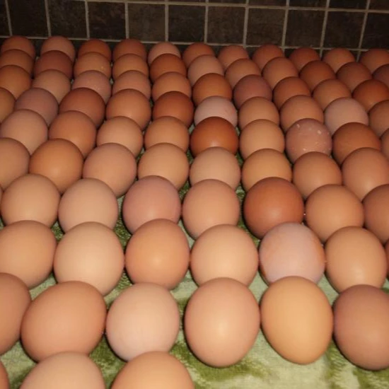 Farm Fresh Chicken Table Eggs Brown and White Shell Chicken Eggs...