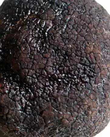 Whole Sale Fresh Truffles Mushroom