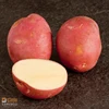 Round Shape Fresh Potatoes from Pakistan for Turkey