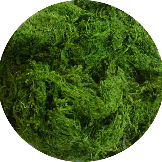 ulva sea lettuce