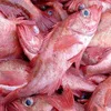 Frozen and Fresh Atlantic ocean perch fish for sale
