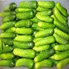Traditional Chinese Recipe Canned Pickled Cucumber Gherkins